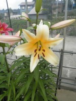 [1738 Avocado No01.JPG]